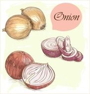 onion set