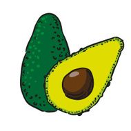 avocado hand drawn fruits isolated vector