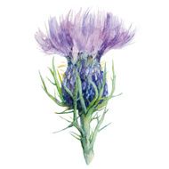 Milk Thistle