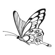 Beautiful monochrome butterfly