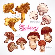 Set with mushrooms N6