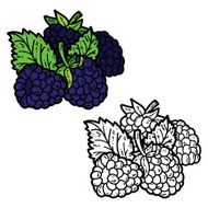 cute blackberries N4