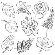 Flowers &amp; leaves