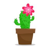 Blooming cactus in pot isolated on white