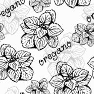 Oregano herb pattern