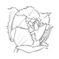 Vector sketch of flower N3