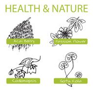 Handdrawn Set - Health and Nature Collection of Medicine Herbs N4