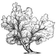 Tree Drawing N3