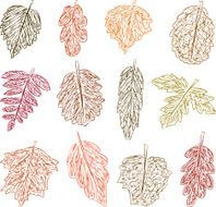Fall Leaves N6