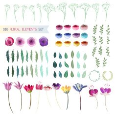 Floral elements N2