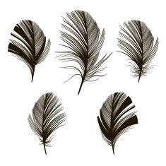 Set of feather silhouettes on a white background