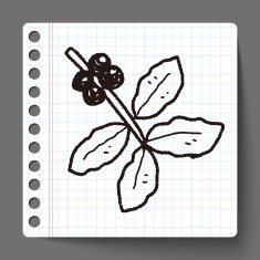 coffee bean fruit doodle N6