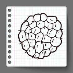 Custard apple doodle N13