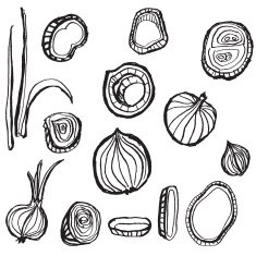 Hand drawn onion doodle
