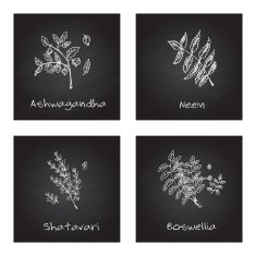 Handdrawn Illustration - Health and Nature Set N28
