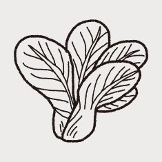 Cabbage doodle N51