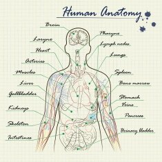 Human anatomy diagram free image download Biology Diagrams