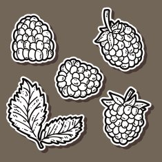 cute blackberries N5