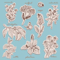 Herbs collection on tags in sketch style