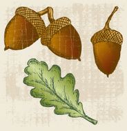 Acorn