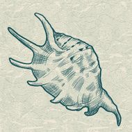 Sea shell Original hand drawn illustration in vintage style N2