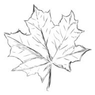 Vector Single Sketch Maple Leaf