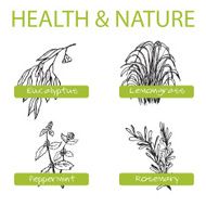 Handdrawn Set - Health and Nature Collection of Medicine Herbs N5