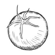 Vector Single Sketch Tomato