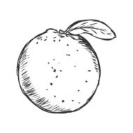 Vector Single Sketch Orange