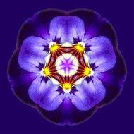 Fantasy beautiful purple flower N2