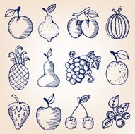 Hand-drawn fruits and berries