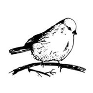Hand drawn bird N2
