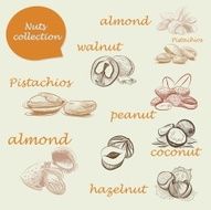 nuts collection different nuts set of vector sketches