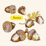 Acorns N2