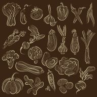 Vector set vegetables