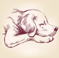 dog hand drawn vector llustration