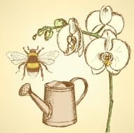 Sketch orchid bee and watering can