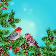 Winter bird fir branch and rowan