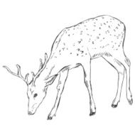 Vector Sketch Dappled Deer N3