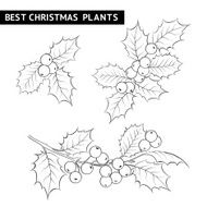 Christmas mistletoe branch drawing