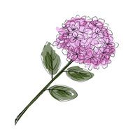 Sketch of hydrangea flower for your design