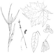 Set of herbs and leaves