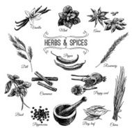 Vector hand drawn set with Herbs Spices Illustrations collectio