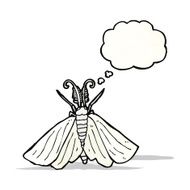 big white moth illustration N3