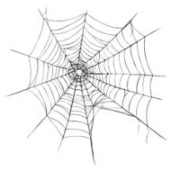 Vector Spider&#039;s Web on White Background