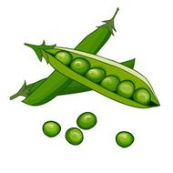 Peas vector on white