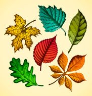 Autumn leaves set