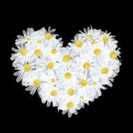Summer bouquet heart shape made from daisy sketch design N3