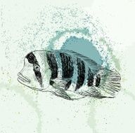 sketch of a fish N5