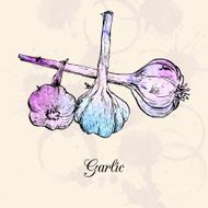 Hand drawn garlic